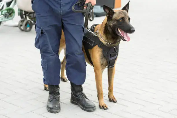 tactical dog harness